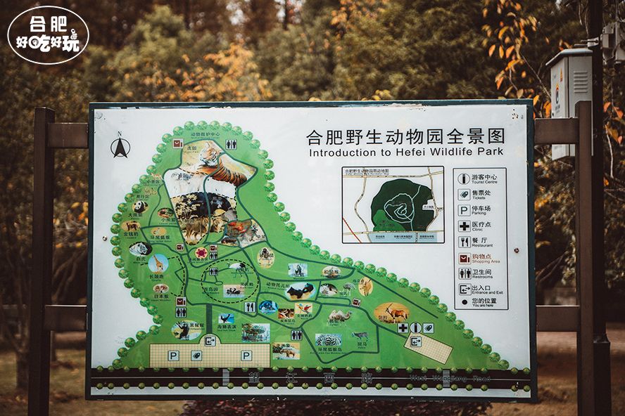 合肥动物园最新变化，启示与自我超越之旅