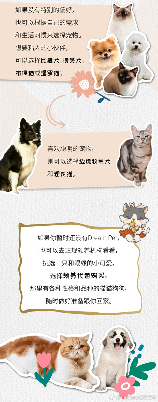 猫咪最新官网，一站式获取猫咪资讯与互动的平台