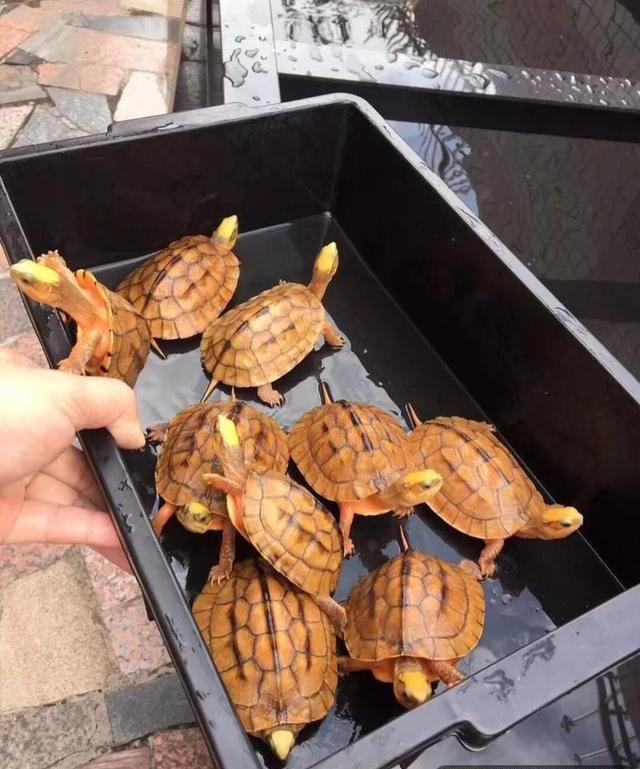 最新龟龟法,最新龟龟法让你轻松成为养龟达人！🐢✨