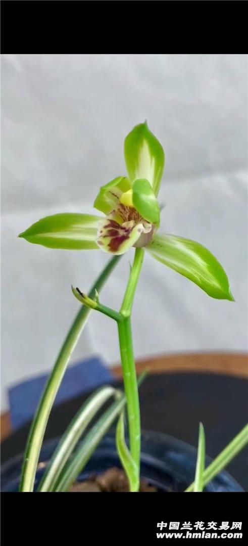 情人节花束最新款图片,实证分析细明数据_赛博版94.244
