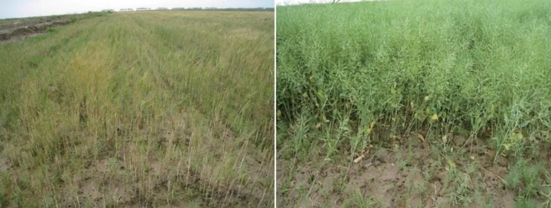 江苏油菜籽最新价格分析与探讨
