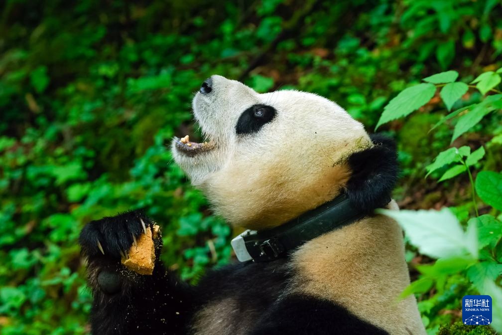 熊猫摇摇下载最新版，科技引领娱乐新纪元，掌中娱乐尽享生活乐趣
