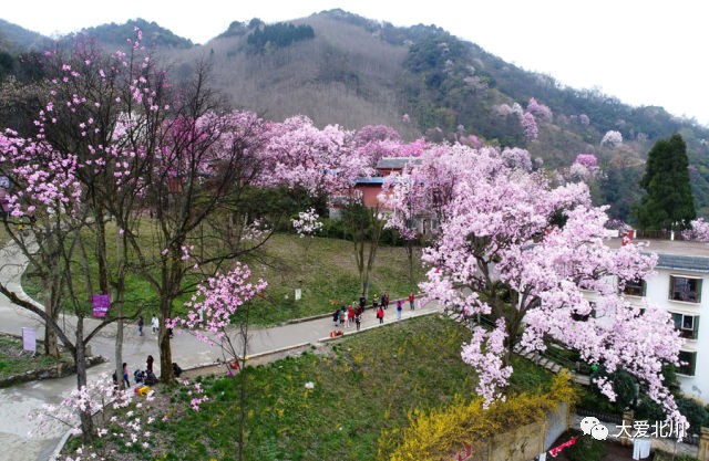 最新花椒树补偿标准，探寻自然美景的旅程