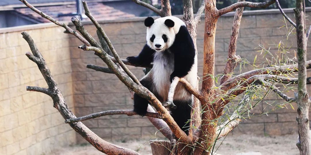 动物世界最新版下载，探索奇妙世界的新途径