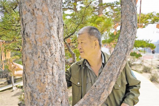 小巷深处的绿意宝藏，油松价格表全解析