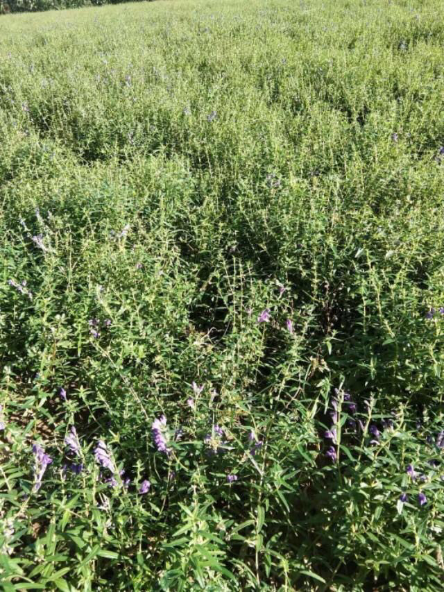 黄芩最新价格揭秘，最新行情大揭秘🌿💥