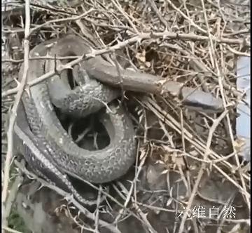 四川最新干部任前公示通知