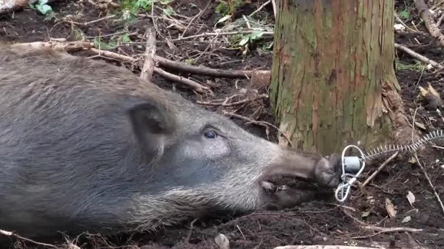 池州一高校内惊现狂奔野猪,深入登降数据利用_UDT57.392交互版