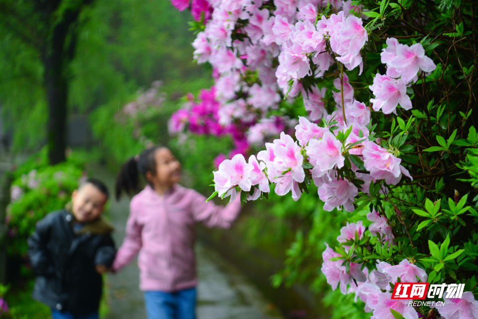 山丹丹红网最新文章,小巷深处的独特风味揭秘