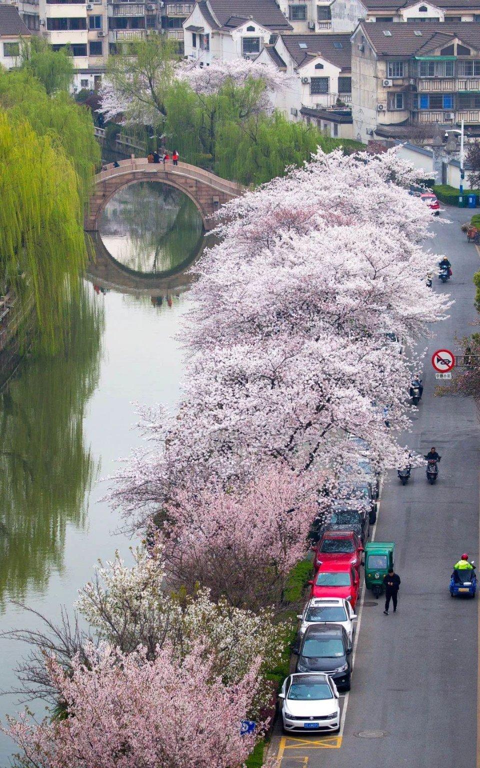 宅樱最新版本下载，探索小巷深处的神秘樱花乐园
