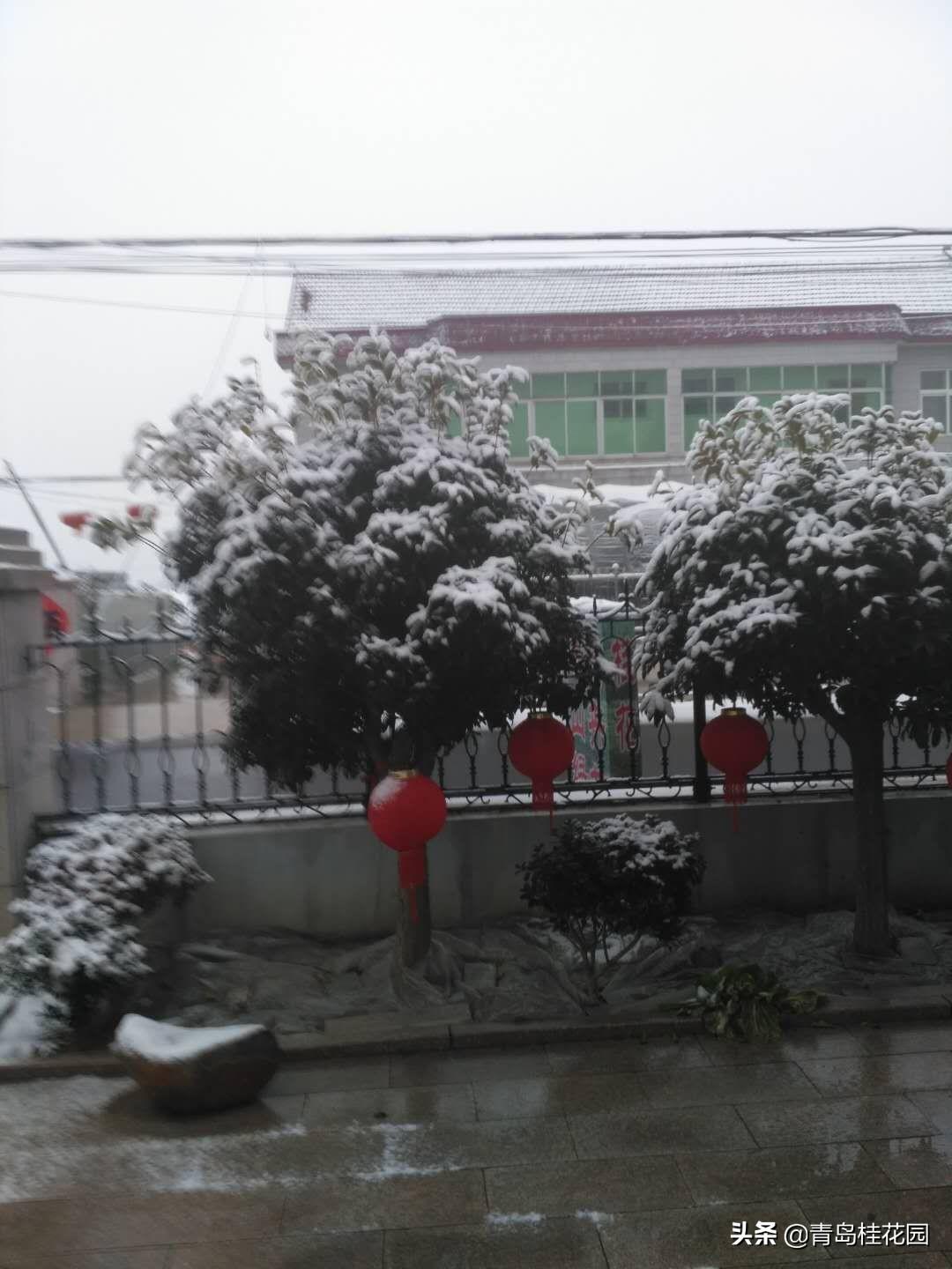 10公分桂花树最新价格，成长的力量与变化之美的探索