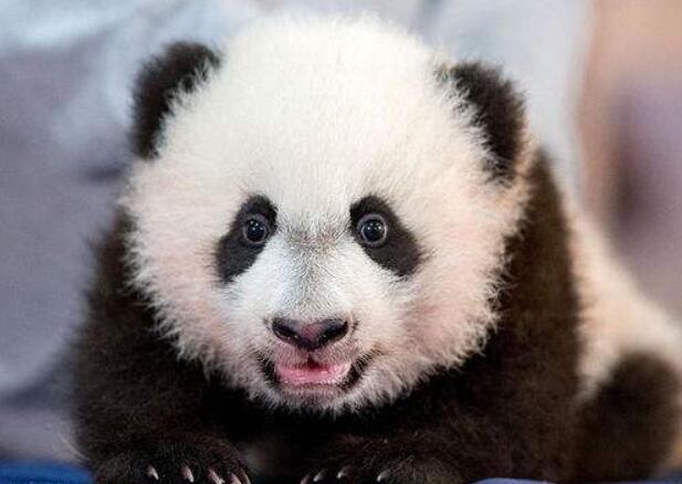 荷兰大熊猫最新动态,更新消息与精彩瞬间✨