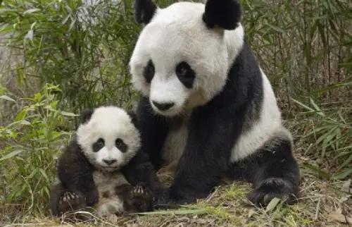 荷兰大熊猫最新动态,更新消息与精彩瞬间✨