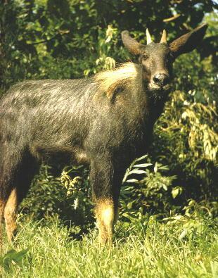 四不像正版+正版四不像,策略规划_FFL81.561仿真版