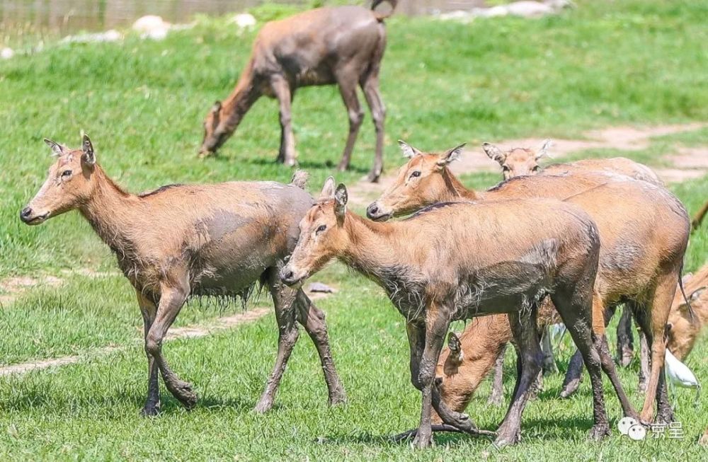 四不像六好彩资料,快速问题解答_AYA81.662未来科技版