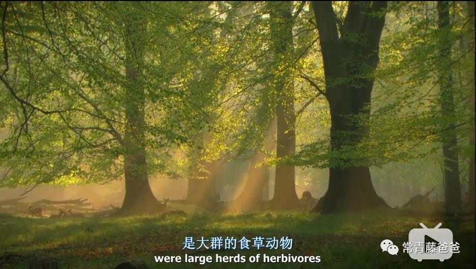 小鹿最新改版,自然探索之旅,启程治愈心灵