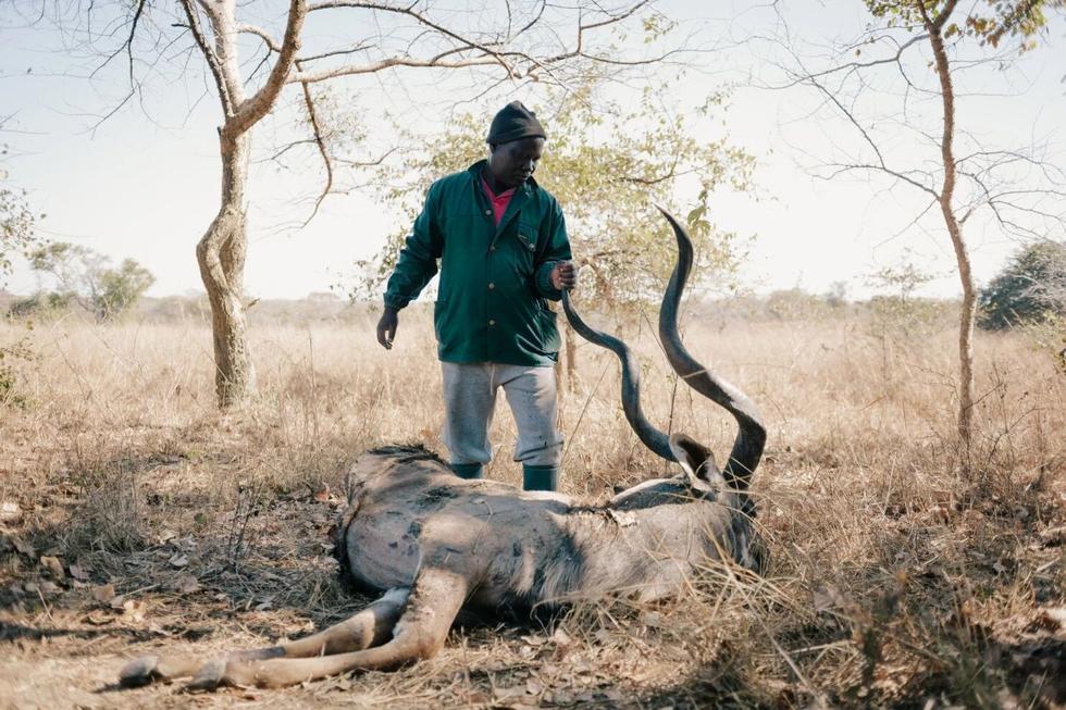 最新假死猎,最新假死猎,猎趣日常与友情纽带