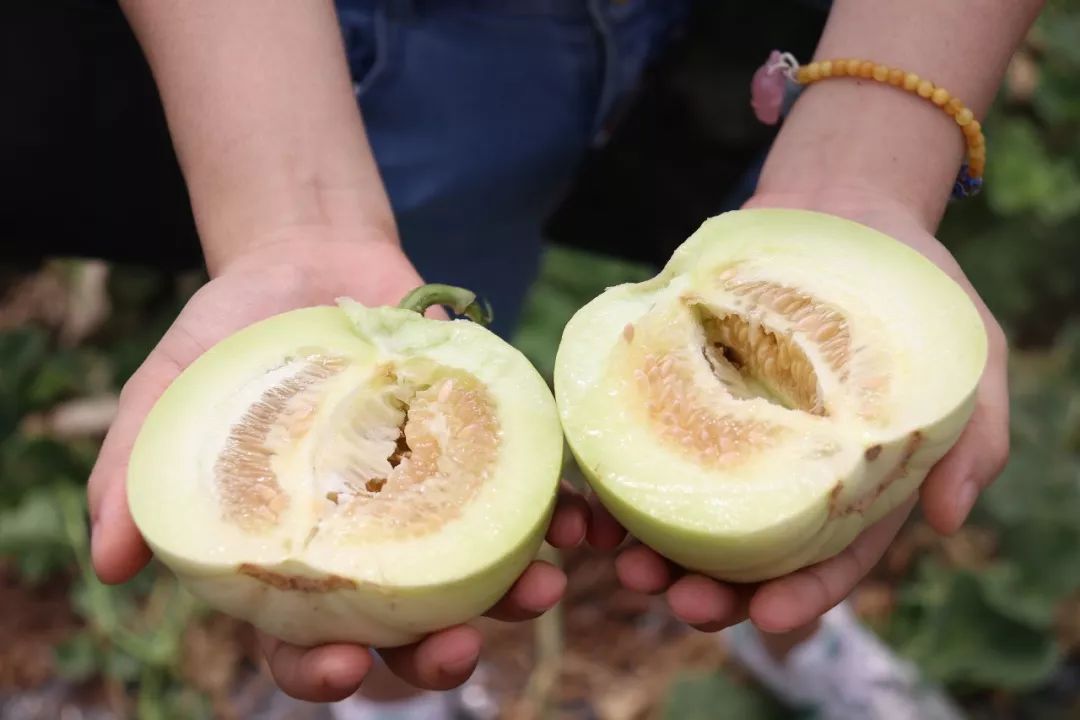 最新甜瓜品种及其种植指南
