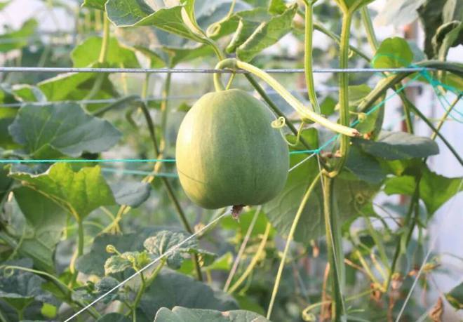 最新甜瓜品种及其种植指南