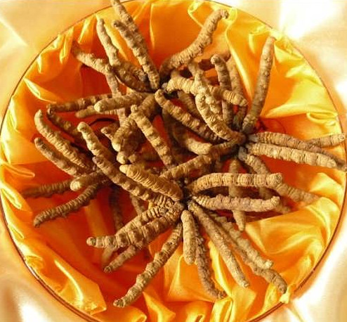 虫草最新行情揭秘,绿色之旅寻找内心平静之路