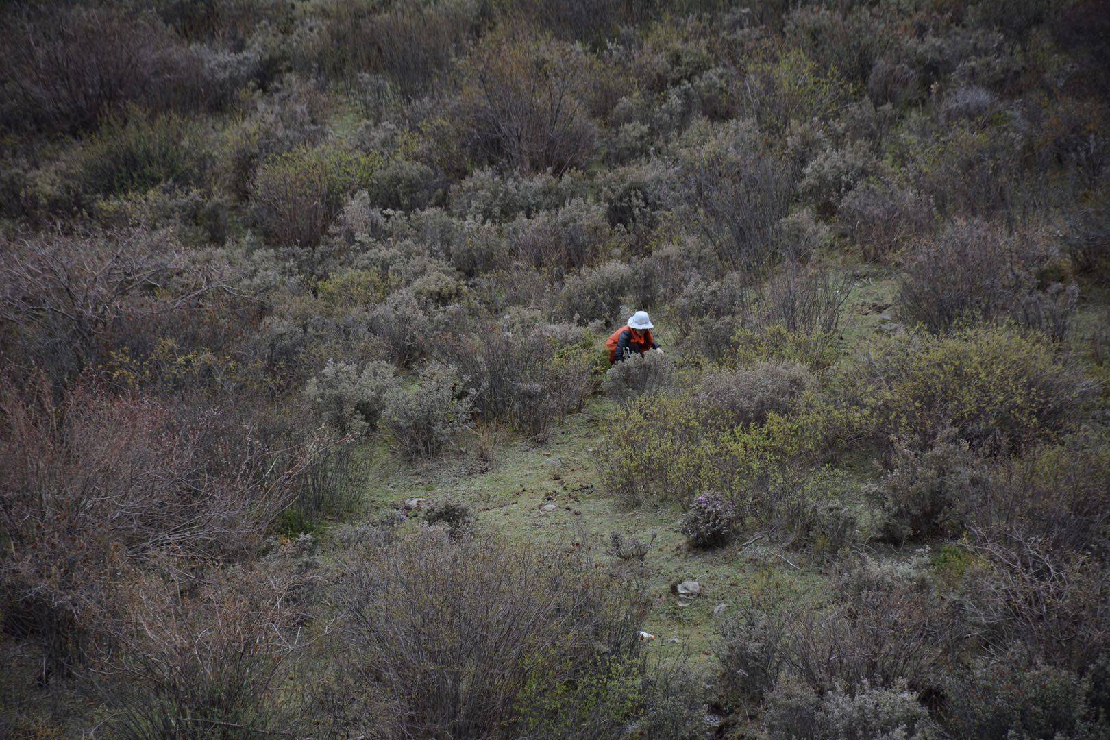 虫草最新行情揭秘,绿色之旅寻找内心平静之路