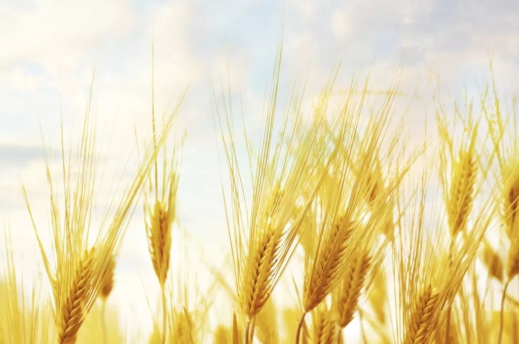 最新韭黄价格揭秘，自然美景下的旅行探索之旅