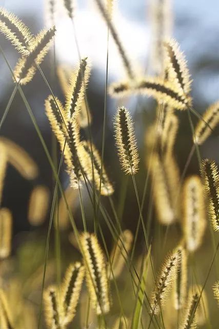 秋草最新，生态与文化的交织视角探索