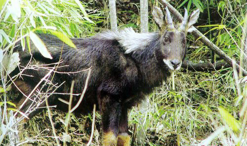 四不像正版免费资料查询,安全解析方案_Windows119.233-3