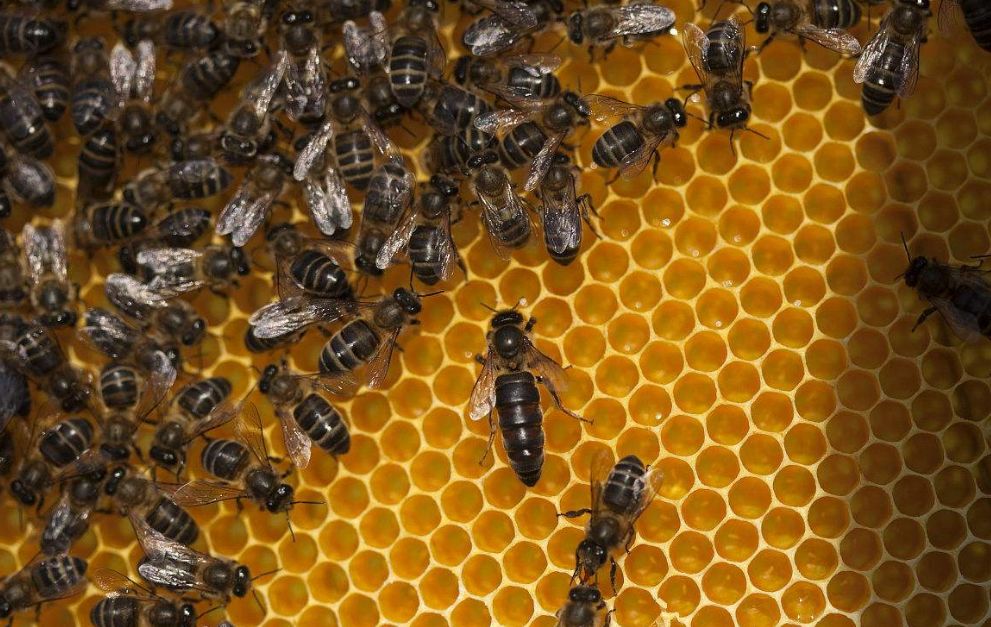 最新蜂具,时代进步的产物与养蜂事业的得力助手