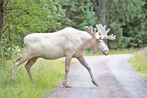 澳门四不像开奖记录,专家解说解释定义_车载版93.304