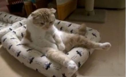 狗狗视频最新发布,狗狗视频最新发布，温馨日常的欢乐时光