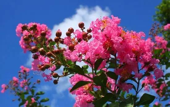 紫微最新动向及观点论述解析