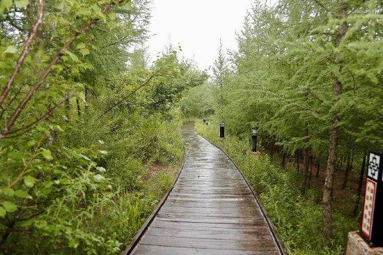 新澳资料免费最新,林学_远光版48.417