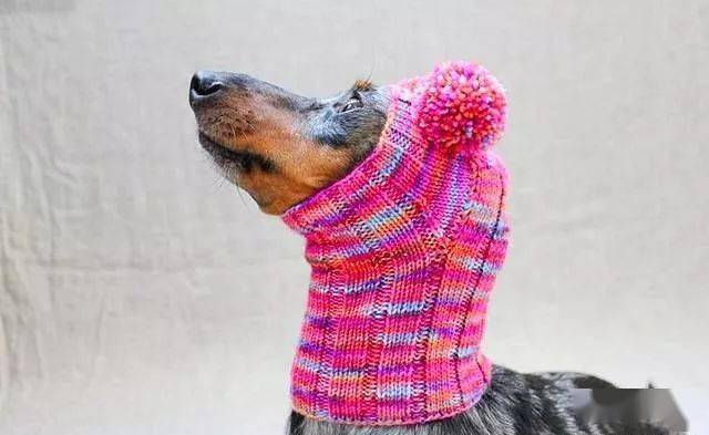 最新狗脖套,时尚变迁中的自信与成就感之源