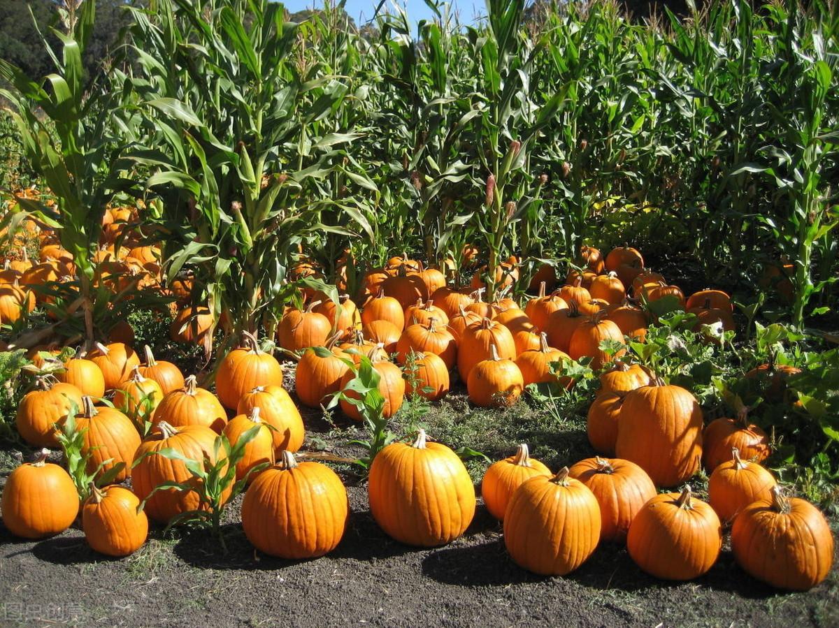 线最新,快速处理计划_人工智能版94.667