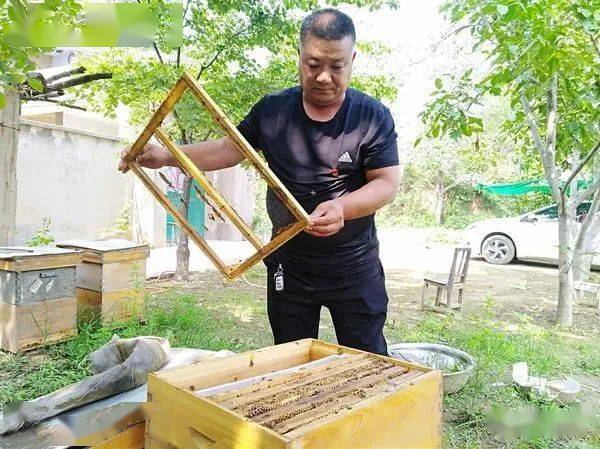 最新蜂箱，甜蜜友情与蜂箱的日常故事