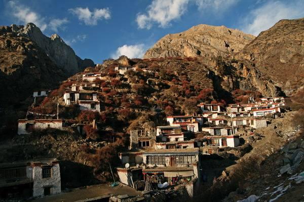 款冬花最新价格探讨与分析