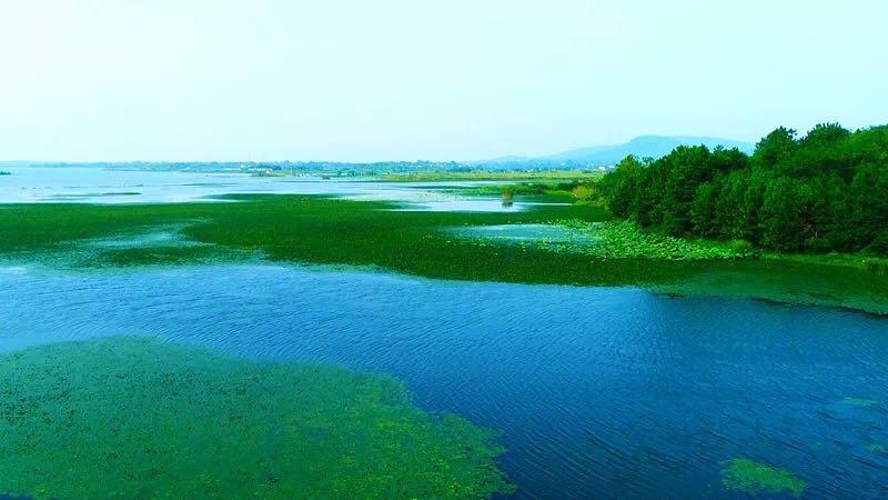 秦淮湿地公园最新动态更新 🌿🌼绿意盎然新进展