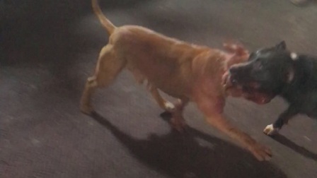 最新斗狗打架咬死视频观看与学习指南
