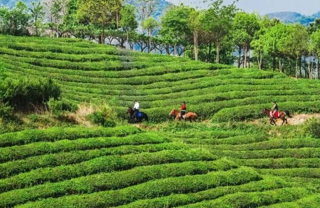 最新花椒树补偿标准,探寻自然美景的旅程