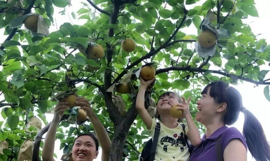 最新花椒树补偿标准,探寻自然美景的旅程