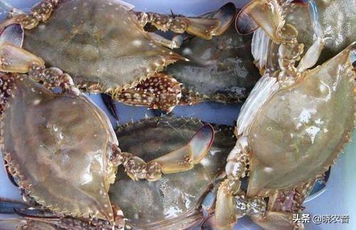 梭子蟹养殖新技术深度解析🦀🌊