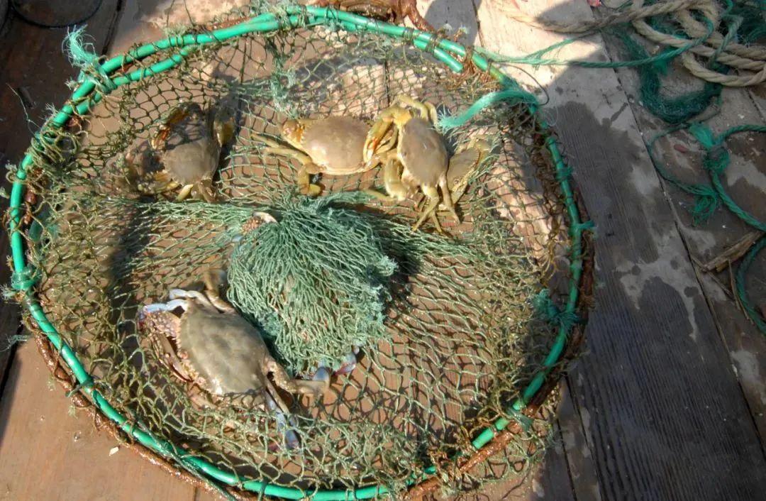 梭子蟹养殖新技术深度解析🦀🌊