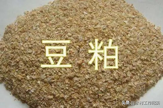 豆粕最新价格与小巷深处的味觉盛宴