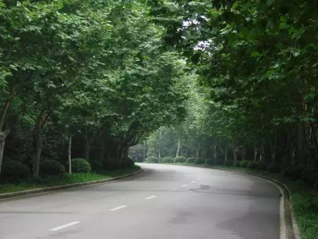 最新法桐价格查询,市场走势及各方观点探讨解析