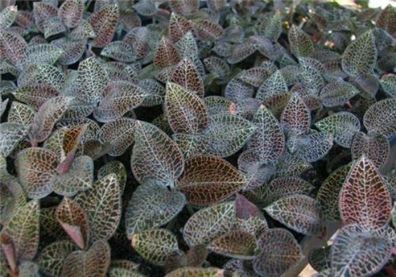 金线莲种子价格揭秘,开启一场自然探索之旅的邀请