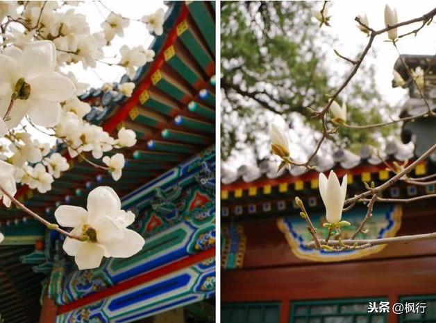 北京中山公园门票价格详解及指南