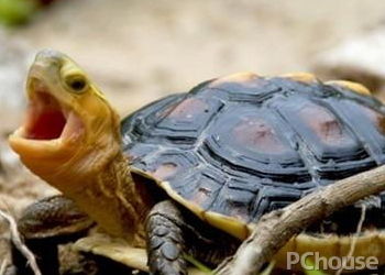 安徽黄缘龟价格行情大全,最新价格与信息一网打尽!