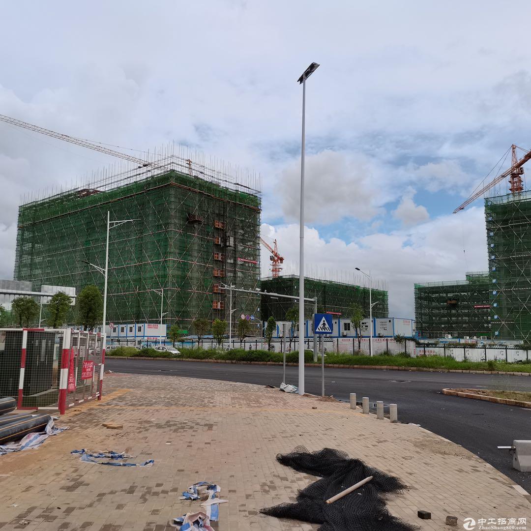 潼湖江南大道最新动态与温馨日常体验