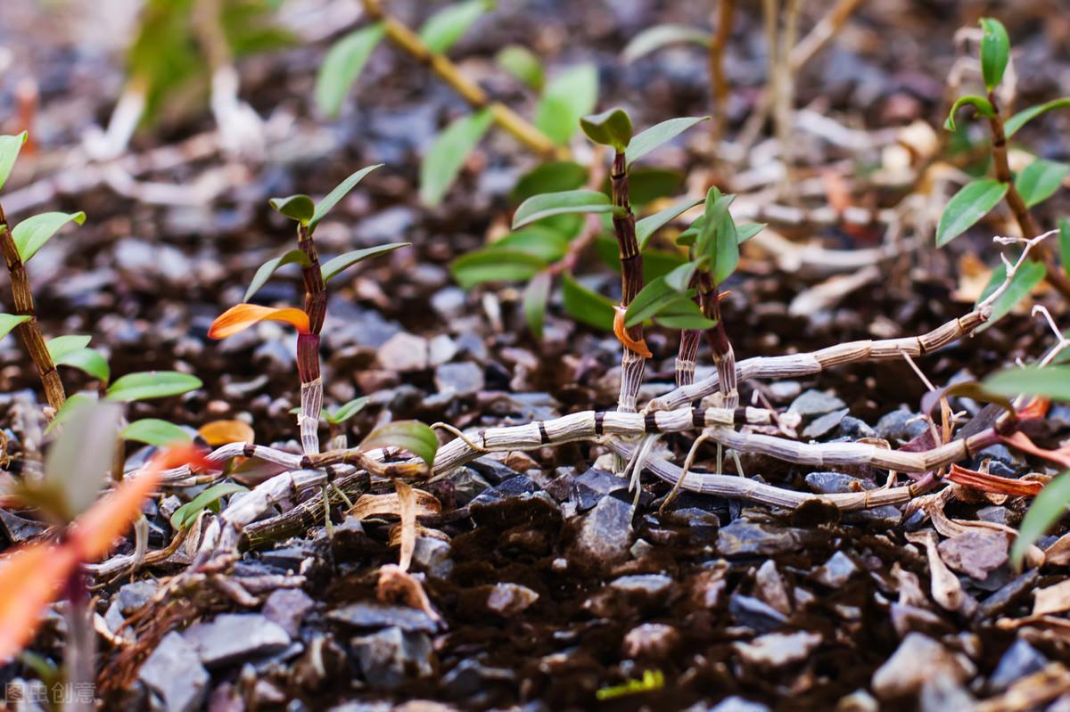 最新医学研究的详细步骤指南与突破性研究概述